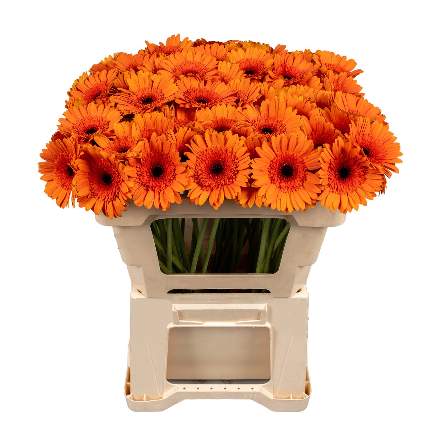 Seizoensbloem