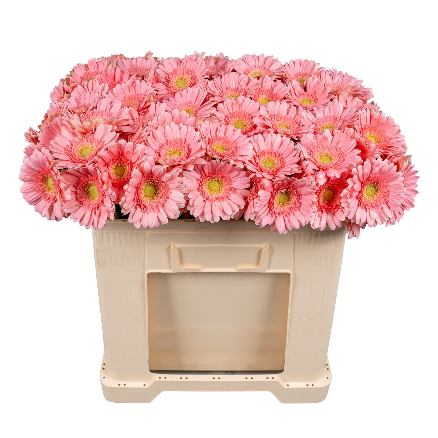 Seizoensbloem
