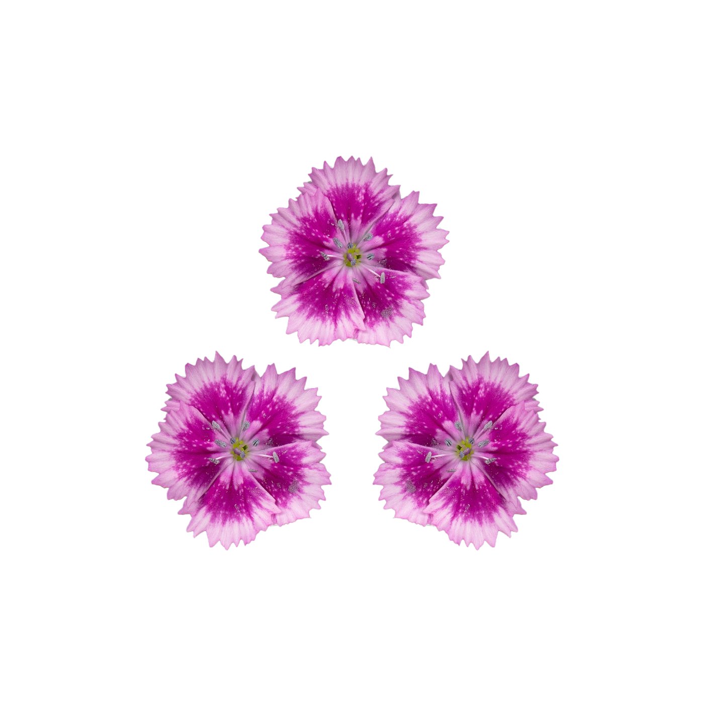 Dianthus 'Barcelona Purple'