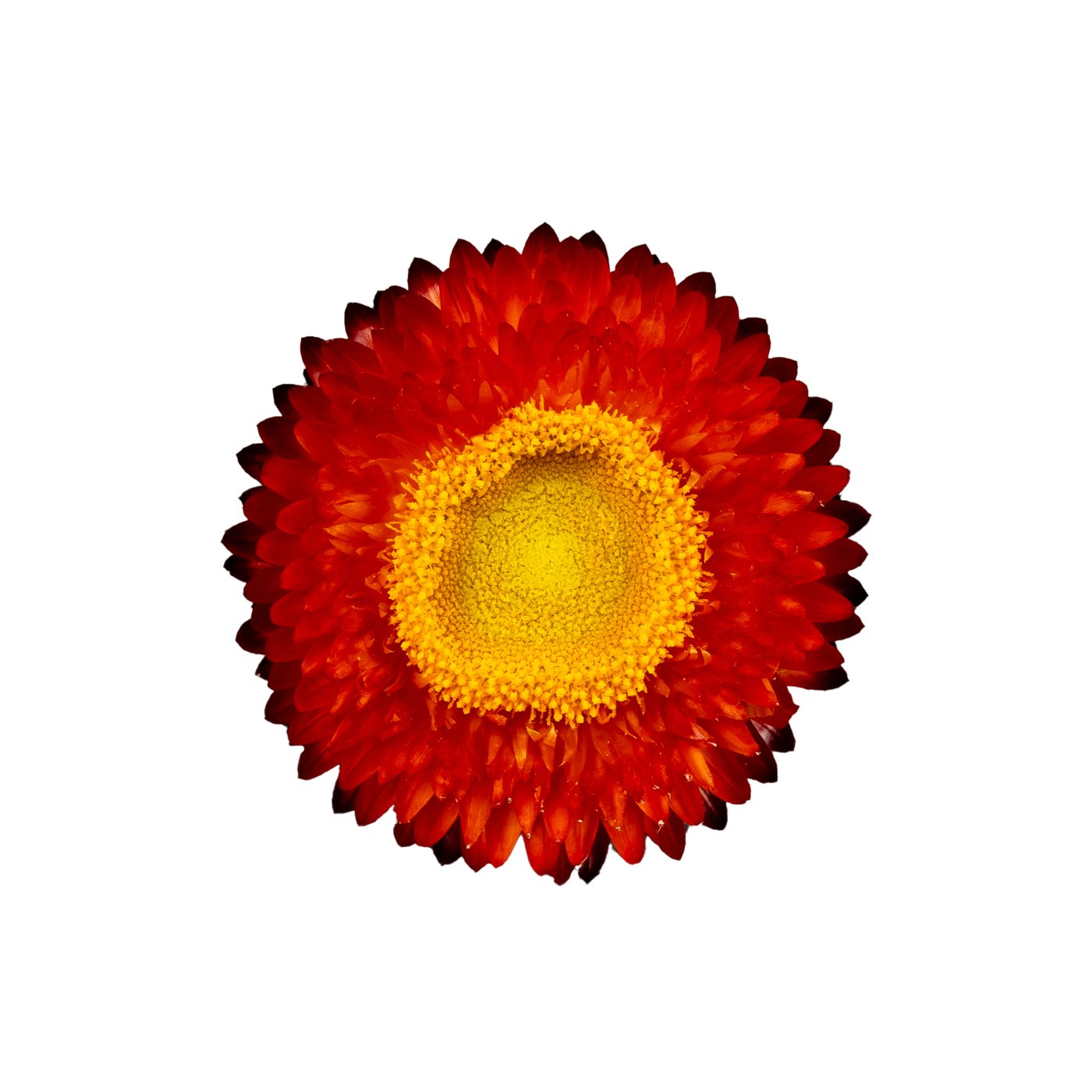 Helichrysum 'Copper Red'