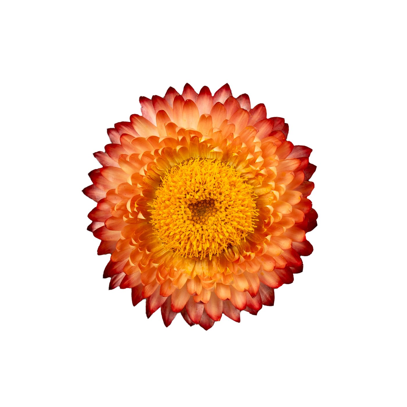Helichrysum 'Salmon Rose'