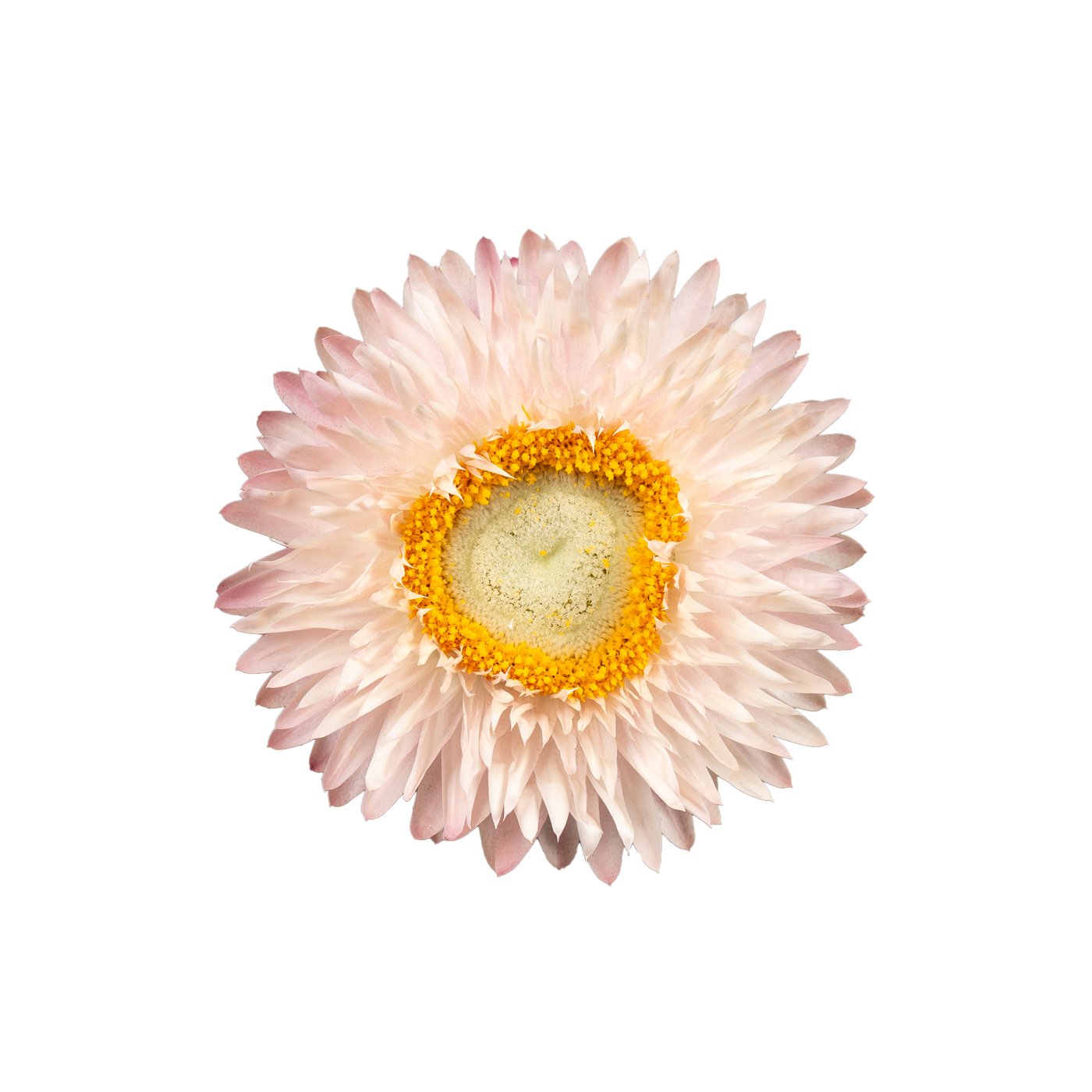 Helichrysum 'Silver Rose'