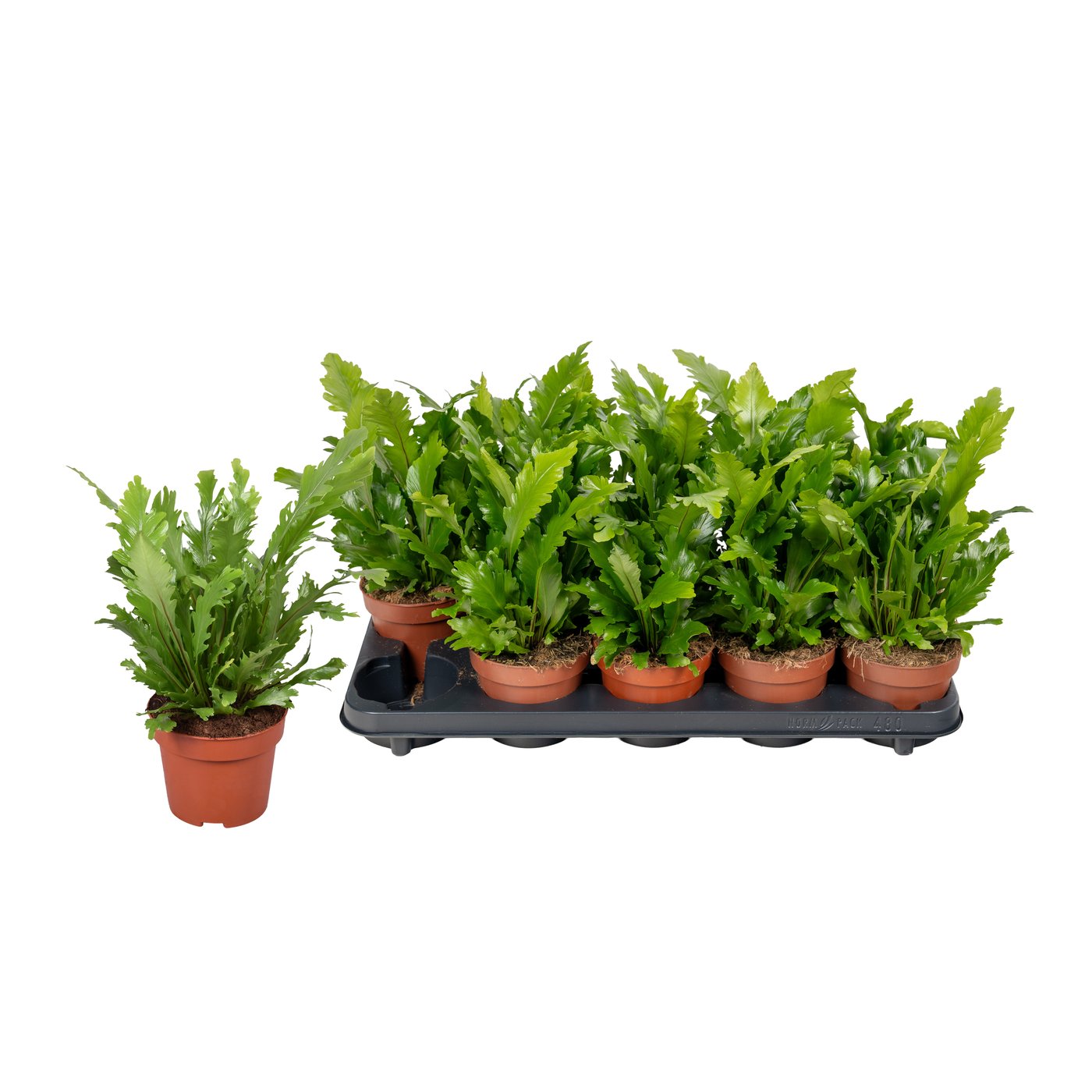 Asplenium 'Campio'