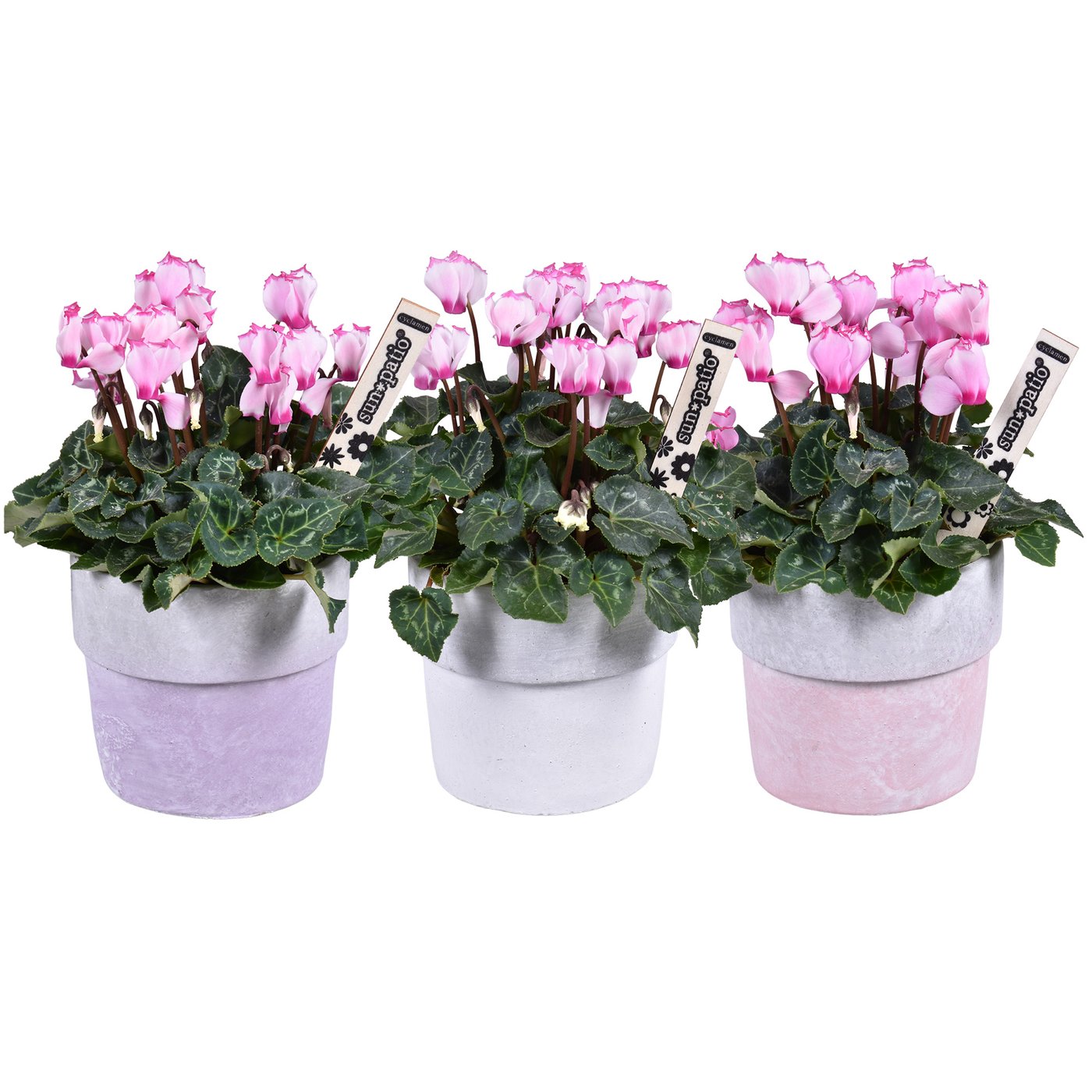 Cyclamen 'Victoria'