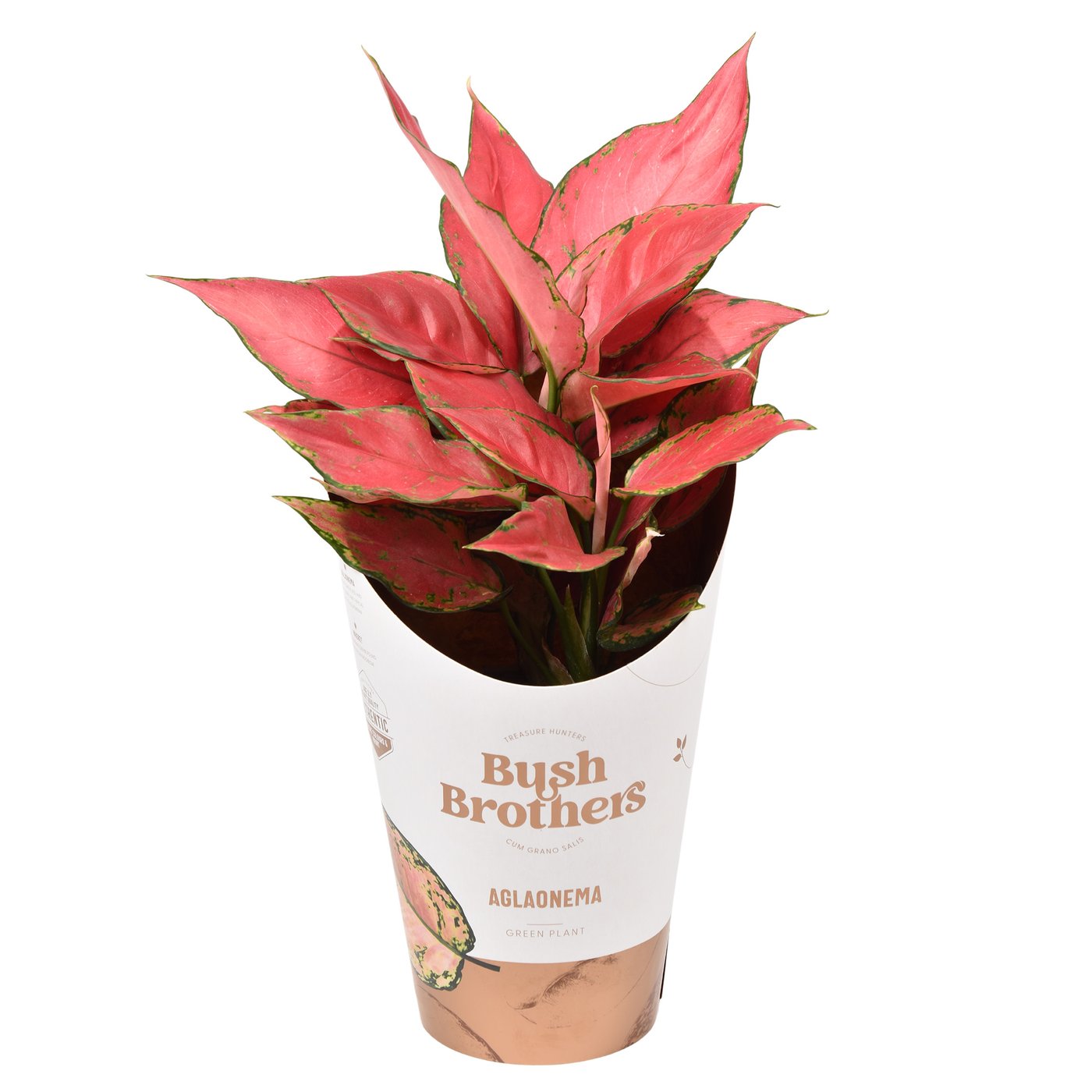 Aglaonema 'Cherrystar'