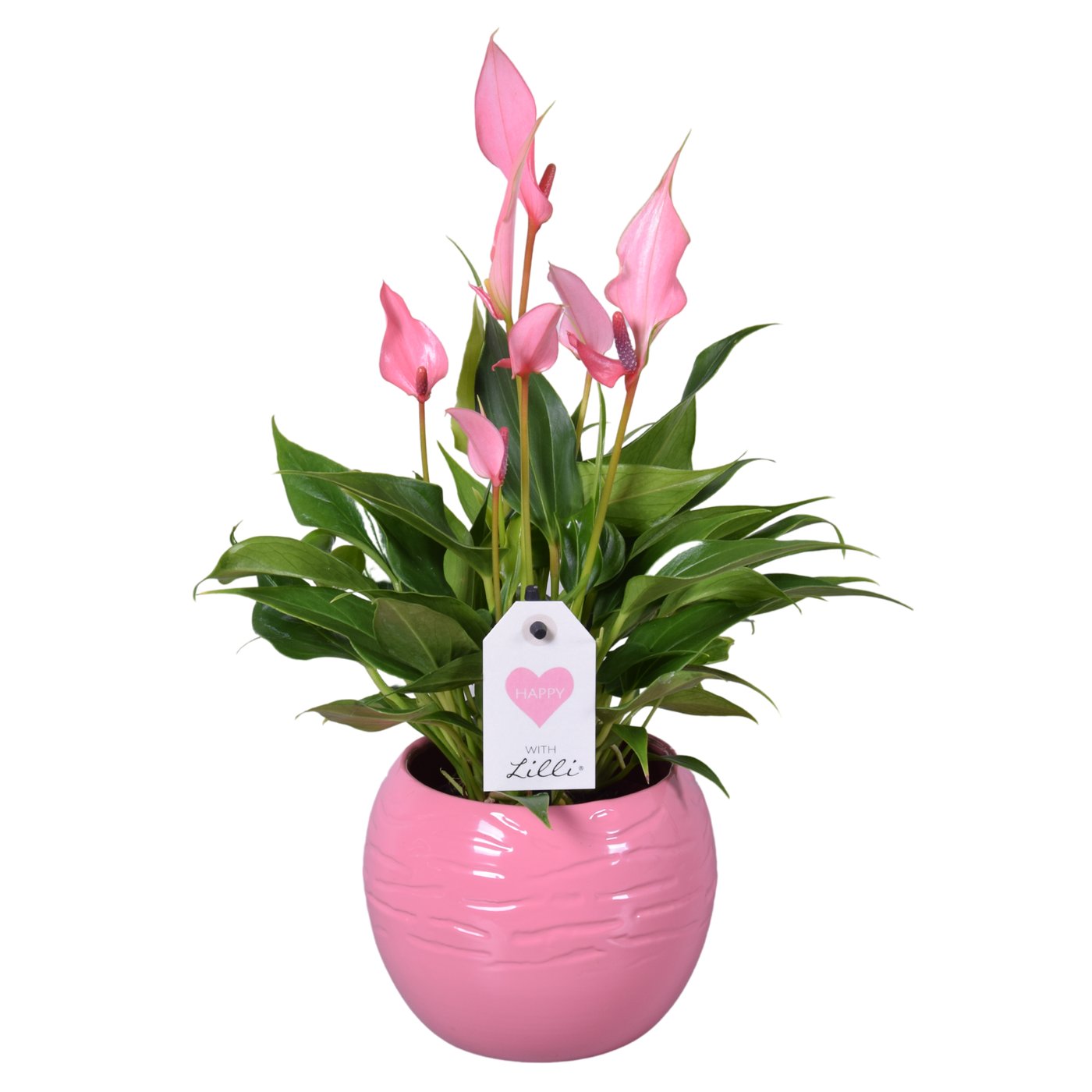 Anthurium 'Lilli'