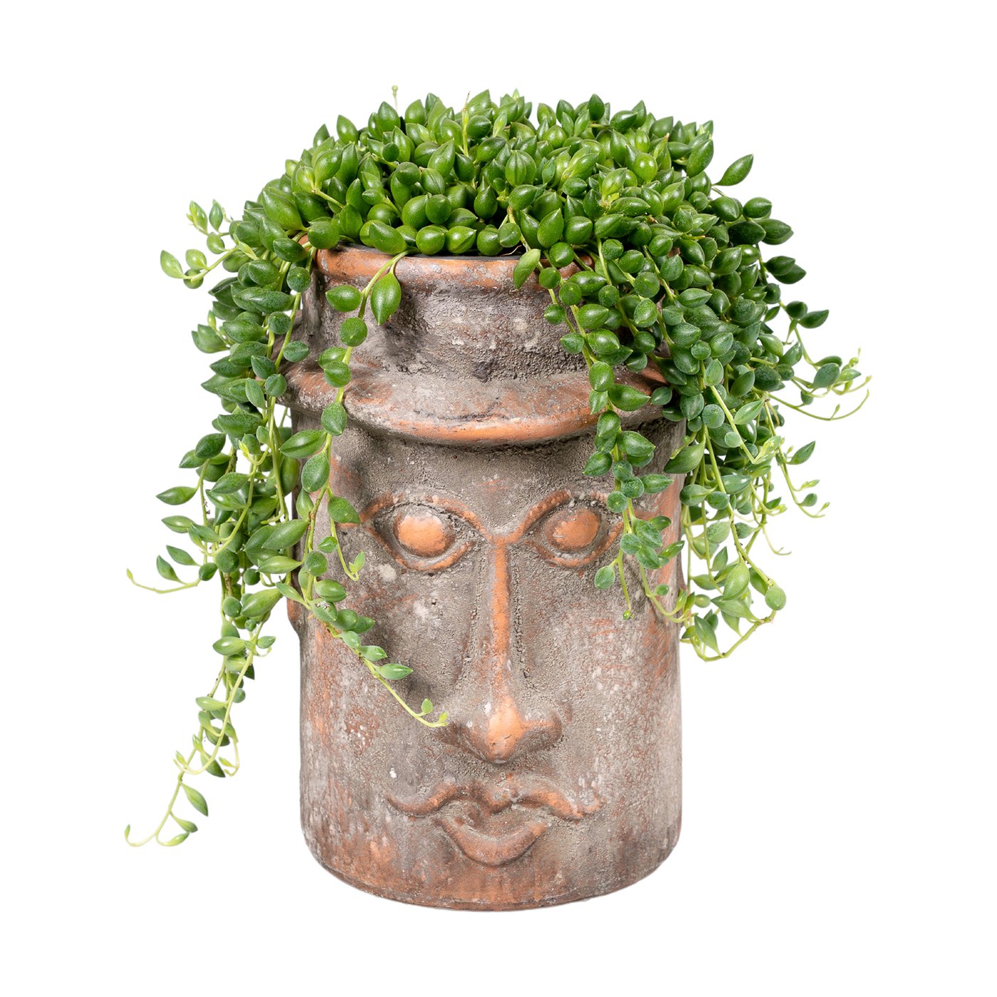 Senecio herreianus