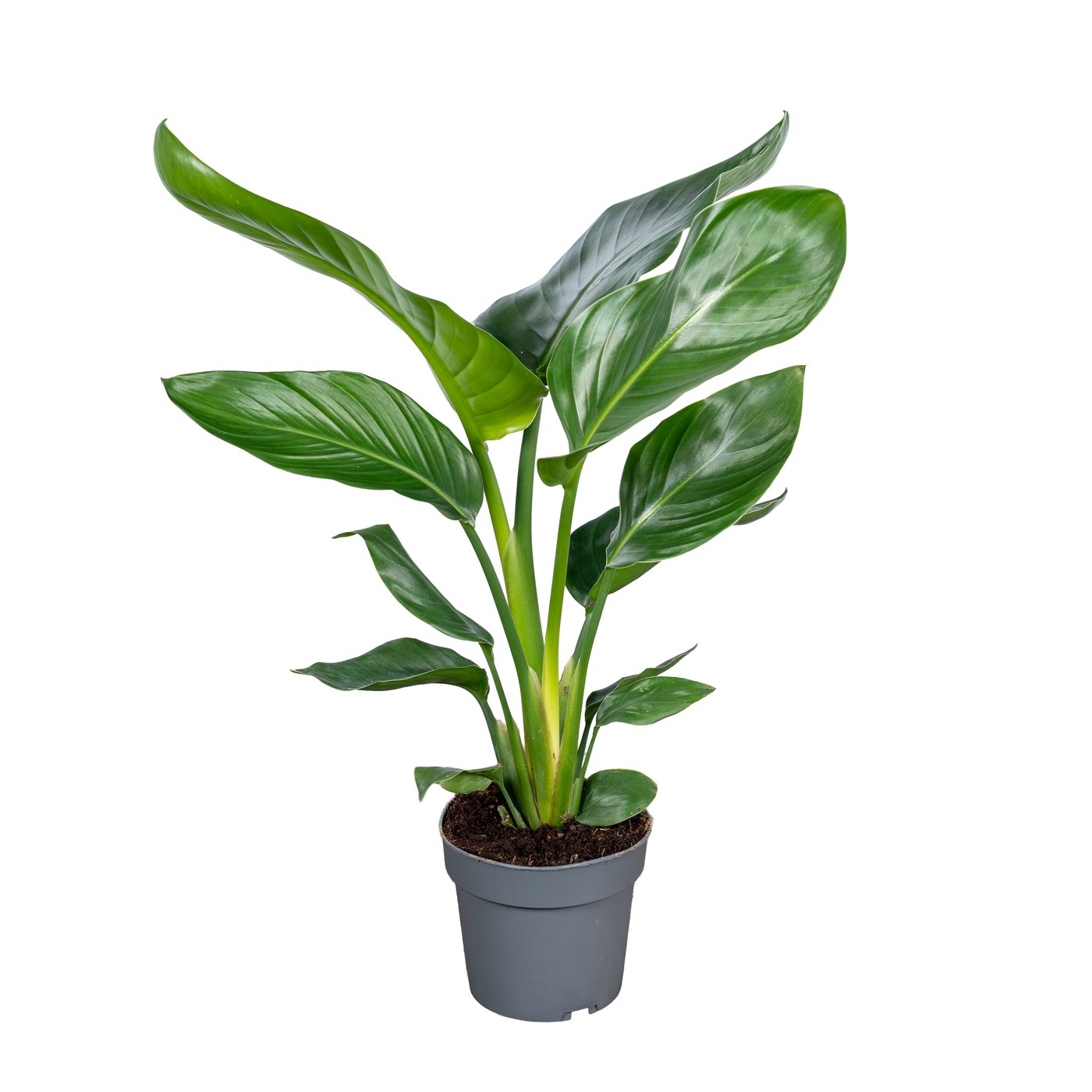 Strelitzia nicolai