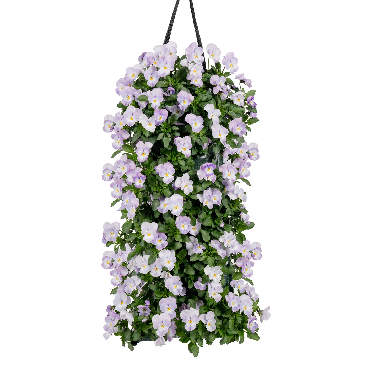 Viola cornuta