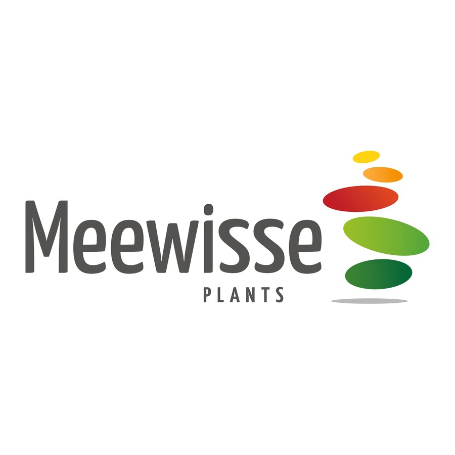 Meeuwisse Plants